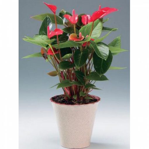 buồm đỏ có tên khoa học là Anthurium andraeanum. Cây Hồng Môn có tên tiếng Anh là Anthurium Taiflower