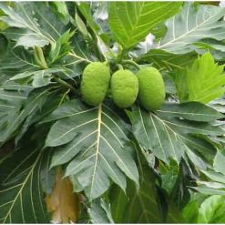 Cây Sakê được coi như là một trong những loại cây lương thực thiết yếu (staple crop)sản xuất ra phần lớn thực phẩm cung cấp cho nhân loại